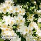 Thompson & Morgan Mock Orange Philadelphus Lemoinei 9Cm Potted Plant X 3