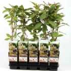 Thompson & Morgan Actinidia (kiwi) Chinensis Atlas 15Cm Pot X 2