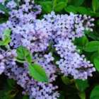 Thompson & Morgan Lilac (syringa) President Grevy 9Cm Potted Plant X 3