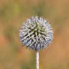 Thompson & Morgan Echinops Spaerocephalus Arctic Glow 1 Litre Potted Plant X 1