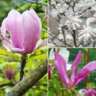 Thompson & Morgan 3 x Magnolia Trio Collection Plants