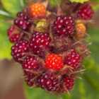 Thompson & Morgan Grow Your Own Fruit Rubus (raspberry) Phoenicolasius 15Cm Pot X 1