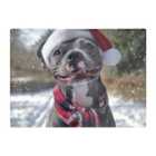 Warren Reed - Designer Snowy Christmas Staffordshire Bull Terrier Dog Glass Chopping Board