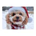 Warren Reed - Designer Christmas Cavapoo Glass Chopping Board