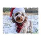 Warren Reed - Designer Snowy Christmas Cockapoo Glass Chopping Board