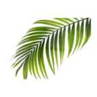 Warren Reed - Designer Single Palm Leaf Glass Chopping Board