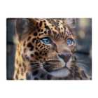 Warren Reed - Designer Beautiful Leopard Chopping Board