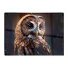 Warren Reed - Designer Tawny Owl Face Splashart Dark Background Glass Chopping Board