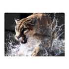 Warren Reed - Designer Puma'S Determined Splash Chopping Board