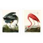 John James Audubon Great Blue Heron American Flamingo Set Of 2 Framed Art 30X40Cms
