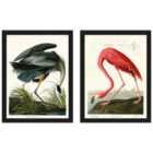 John James Audubon Great Blue Heron American Flamingo Set Of 2 Framed Art 30X40Cms