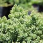 Thompson & Morgan Juniperus procumbens Nana 1 Litre Potted Plant x 1