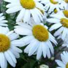 Thompson & Morgan Leucanthemum x Maximum Snow Lady 1 Litre Potted Plant x 1