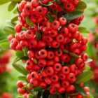 Thompson & Morgan Pyracantha Red Star 9cm Potted Plant x 2