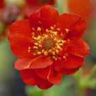 Thompson & Morgan Geum Mrs J. Bradshaw 1 Litre Potted Plant x 1