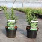 Thompson & Morgan Sarcococca saligna 3 Litre Potted Plant x 1