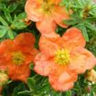 Thompson & Morgan Potted Plantentilla fruticosa Red Ace 9cm Potted Plant x 1