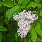 Thompson & Morgan Syringa josikaea 9cm Potted Plant x 2