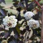 Thompson & Morgan Physocarpus opulifolius Midnight 9cm Potted Plant x 1