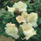 Thompson & Morgan Rhododendron Dwarf Cowslip 3 Litre Potted Plant x 1