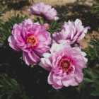 Thompson & Morgan Paeonia Itoh First Arrival 3.6 Litre Potted Plant x 1