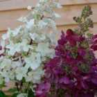 Thompson & Morgan Hydrangea Paniculata Candelight 9cm Potted Plant x 3