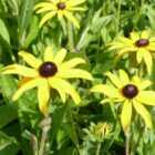 Thompson & Morgan Rudbeckia fulgida deamii 1 Litre Potted Plant x 1