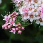 Thompson & Morgan Spiraea japonica Little Princess 9cm Potted Plant x 1