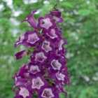 Thompson & Morgan Penstemon Pensham Czar 1 Litre Potted Plant x 3