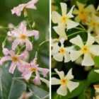 Thompson & Morgan Evergreen Climber Duo 9cm Potted Plant x 2