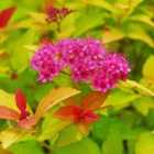 Thompson & Morgan Spiraea japonica Magic Carpet 9cm Potted Plant x 1