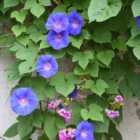 Thompson & Morgan Ipomoea grandiflora Blue (blauw) 10.5cm Potted Plant x 1