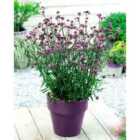 Thompson & Morgan Verbena bonariensis Lollipop 1 Litre Potted Plant x 3