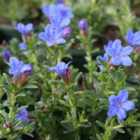 Thompson & Morgan Lithodora Diffusa Heavenly Blue 9cm Potted Plant x 1