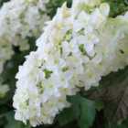 Thompson & Morgan Hydrangea quercifolia Snow Queen 9cm Potted Plant x 1