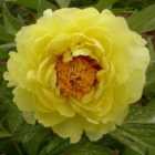 Thompson & Morgan Paeonia (Tree peony) Yellow 12cm Potted Plant x 1