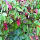 Thompson & Morgan Parthenocissus henryana 9cm Potted Plant x 1