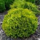 Thompson & Morgan Thuja occidentalis Mirjam 1 Litre Potted Plant x 1
