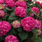 Thompson & Morgan Hydrangea Macrophylla Endless Summer Summer Love 3 Litre Potted Plant