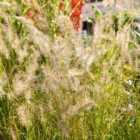 Thompson & Morgan Pennisetum al. Hameln 12cm Potted Plant x 1