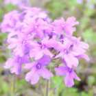 Thompson & Morgan Verbena Homestead Purple 1 Litre Potted Plant x 1