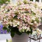 Thompson & Morgan Hydrangea paniculata Polestar (Ophelia) 9cm Potted Plant x 1