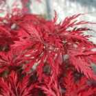 Thompson & Morgan Acer Palmatum Emerald Lace 3 Litre Potted Plant x 1