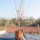 Thompson & Morgan Acer palmatum Sango-kaku 3 Litre Potted Plant x 1