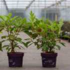 Thompson & Morgan Hydrangea quercifolia Ice Crystal 9cm Potted Plant x 3