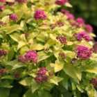 Thompson & Morgan Spiraea Japonica Double Play Gold 10 Litre Potted Plant x 1
