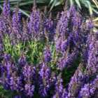 Thompson & Morgan Salvia Nemorosa Marcus 1 Litre Potted Plant x 1