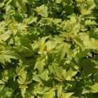 Thompson & Morgan Physocarpus opulifolius Dart's Gold 9cm Potted Plant x 1