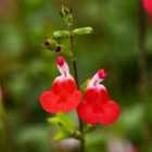 Thompson & Morgan Salvia Microphylla Hot Lips 2 Litre Potted Plant x 4