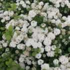 Thompson & Morgan Spiraea Betulifolia Island 3.6 Litre Potted Plant x 1